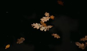 Preview wallpaper leaves, puddle, autumn