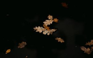 Preview wallpaper leaves, puddle, autumn