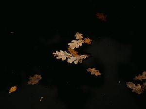 Preview wallpaper leaves, puddle, autumn