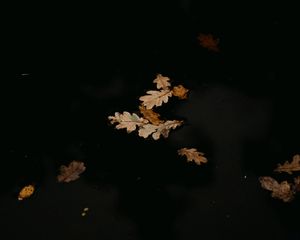 Preview wallpaper leaves, puddle, autumn