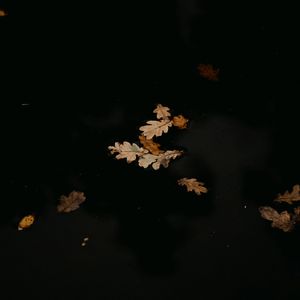 Preview wallpaper leaves, puddle, autumn
