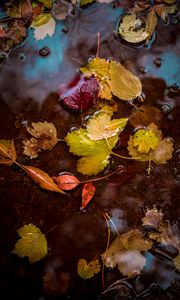 Preview wallpaper leaves, puddle, water, autumn