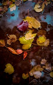 Preview wallpaper leaves, puddle, water, autumn