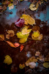Preview wallpaper leaves, puddle, water, autumn