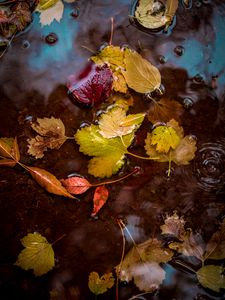 Preview wallpaper leaves, puddle, water, autumn