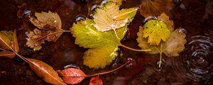 Preview wallpaper leaves, puddle, water, autumn