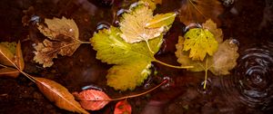 Preview wallpaper leaves, puddle, water, autumn