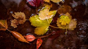 Preview wallpaper leaves, puddle, water, autumn