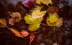 Preview wallpaper leaves, puddle, water, autumn