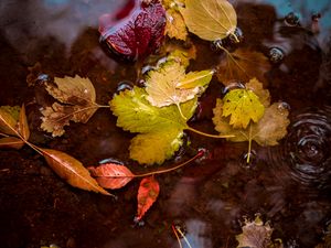Preview wallpaper leaves, puddle, water, autumn