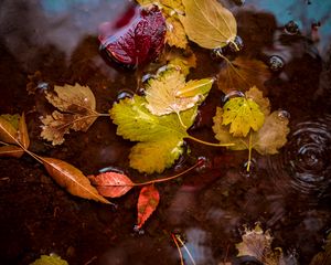 Preview wallpaper leaves, puddle, water, autumn