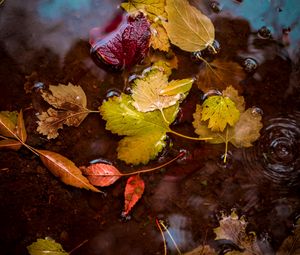 Preview wallpaper leaves, puddle, water, autumn