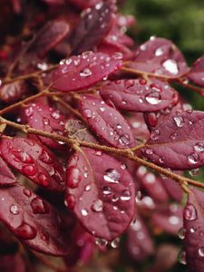 Preview wallpaper leaves, rain, drops, macro