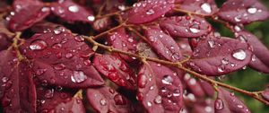 Preview wallpaper leaves, rain, drops, macro