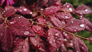 Preview wallpaper leaves, rain, drops, macro