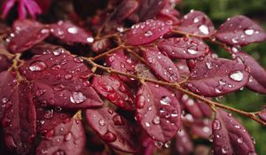 Preview wallpaper leaves, rain, drops, macro