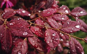 Preview wallpaper leaves, rain, drops, macro