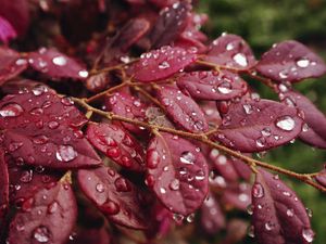 Preview wallpaper leaves, rain, drops, macro