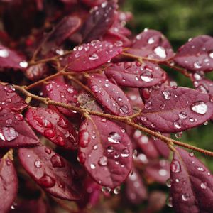 Preview wallpaper leaves, rain, drops, macro