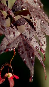 Preview wallpaper leaves, rain, drops, maple, macro