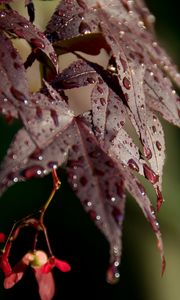 Preview wallpaper leaves, rain, drops, maple, macro