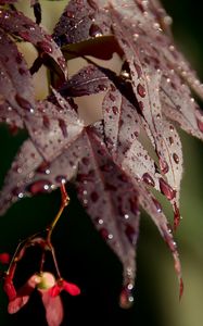 Preview wallpaper leaves, rain, drops, maple, macro