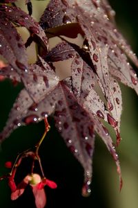 Preview wallpaper leaves, rain, drops, maple, macro