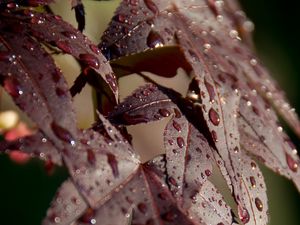 Preview wallpaper leaves, rain, drops, maple, macro