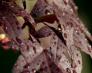 Preview wallpaper leaves, rain, drops, maple, macro