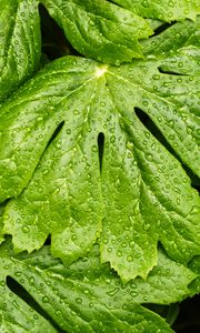 Preview wallpaper leaves, rain, macro, drops