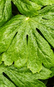 Preview wallpaper leaves, rain, macro, drops