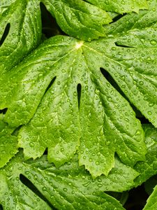 Preview wallpaper leaves, rain, macro, drops