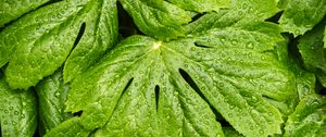 Preview wallpaper leaves, rain, macro, drops