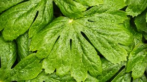 Preview wallpaper leaves, rain, macro, drops