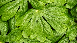 Preview wallpaper leaves, rain, macro, drops