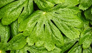 Preview wallpaper leaves, rain, macro, drops