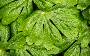 Preview wallpaper leaves, rain, macro, drops