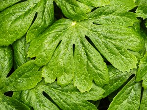 Preview wallpaper leaves, rain, macro, drops