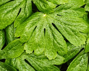 Preview wallpaper leaves, rain, macro, drops