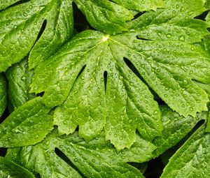 Preview wallpaper leaves, rain, macro, drops