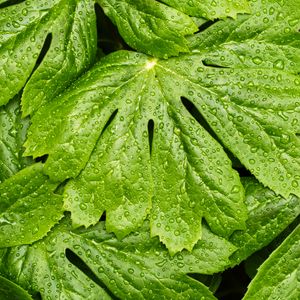 Preview wallpaper leaves, rain, macro, drops