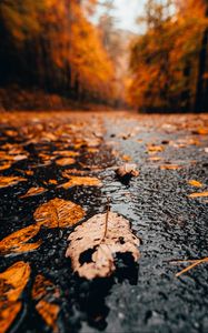 Preview wallpaper leaves, rain, wet, autumn