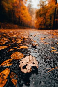 Preview wallpaper leaves, rain, wet, autumn
