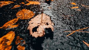 Preview wallpaper leaves, rain, wet, autumn