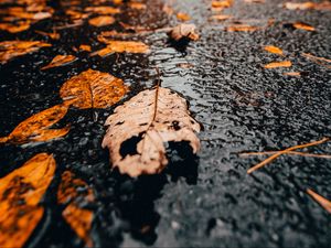 Preview wallpaper leaves, rain, wet, autumn