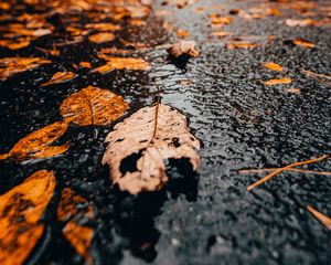 Preview wallpaper leaves, rain, wet, autumn