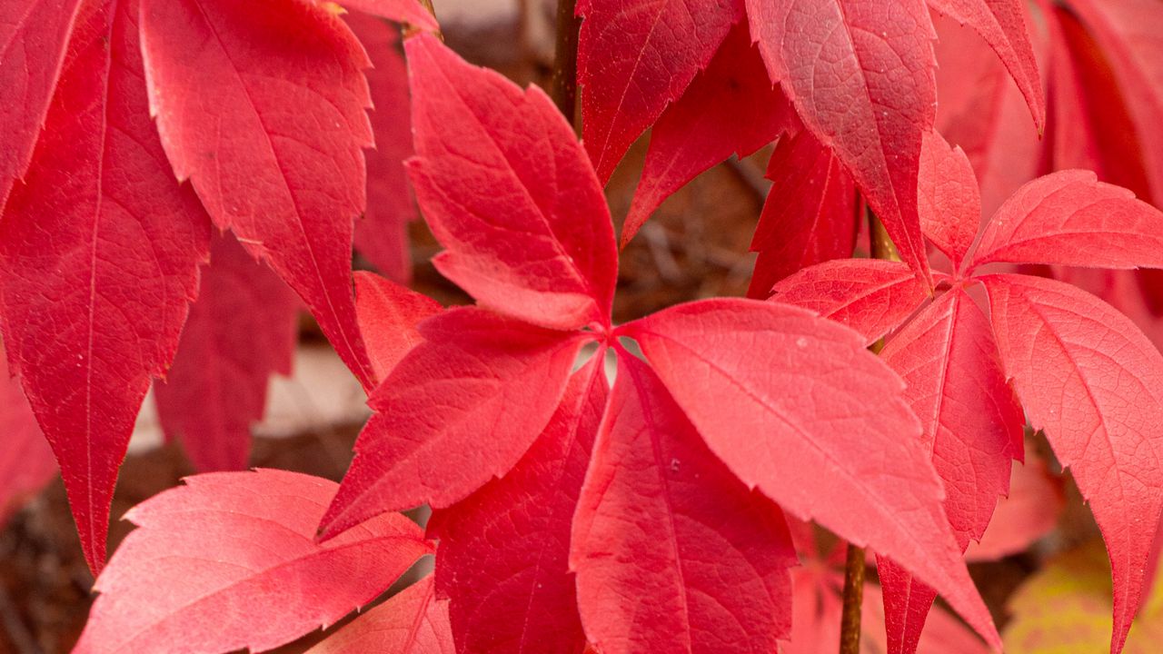 Wallpaper leaves, red, autumn, blur