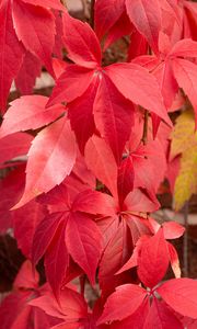 Preview wallpaper leaves, red, autumn, blur
