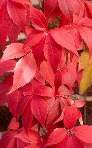 Preview wallpaper leaves, red, autumn, blur