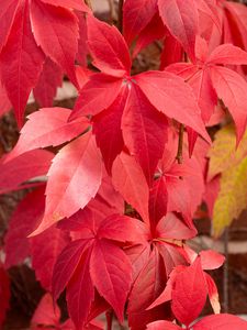 Preview wallpaper leaves, red, autumn, blur